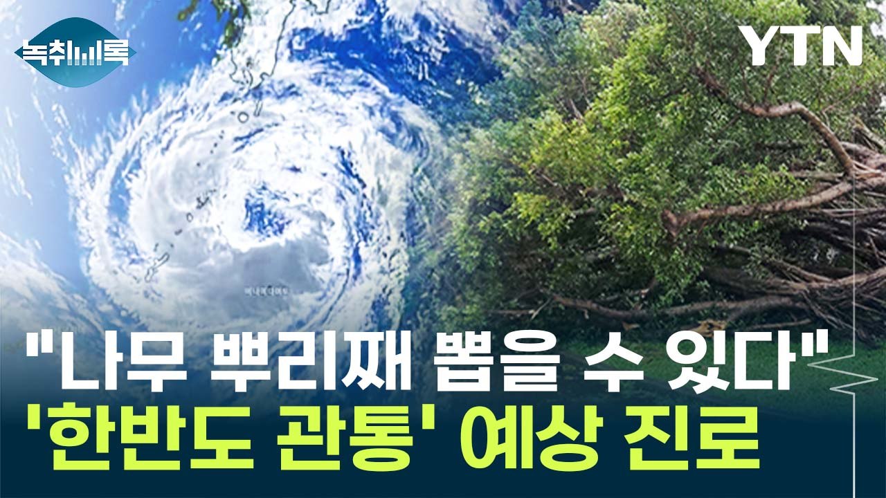 "나무 뿌리째 뽑을 수 있다"...태풍 '카눈' 韓 관통 예상 진로 [Y녹취록] / YTN
