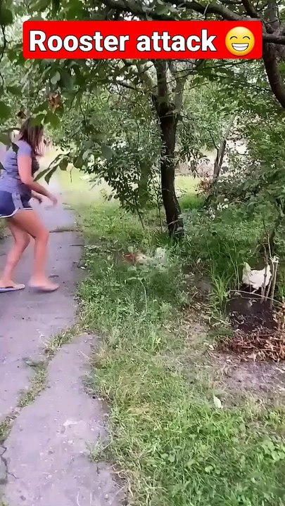 Rooster attack #shorts