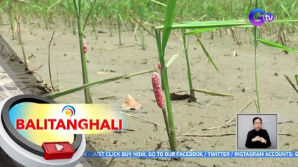 Ilang palayan, pinepeste ng mga kuhol na dumami matapos ang pagbaha | BT