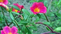 বাংলা চটি | I have a beautiful garden of red flowers