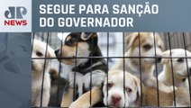 Alesp aprova lei que proíbe venda de animais em pet shops no estado