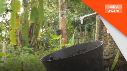 Pedu ada potensi jadi hab pengeluaran getah asli