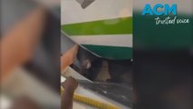 Bears on a plane? Animal removed from flight