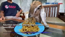 Aneh! Kambing di Banjarnegara Gemar Makan Mie Goreng dan Mandi 2 Kali Sehari
