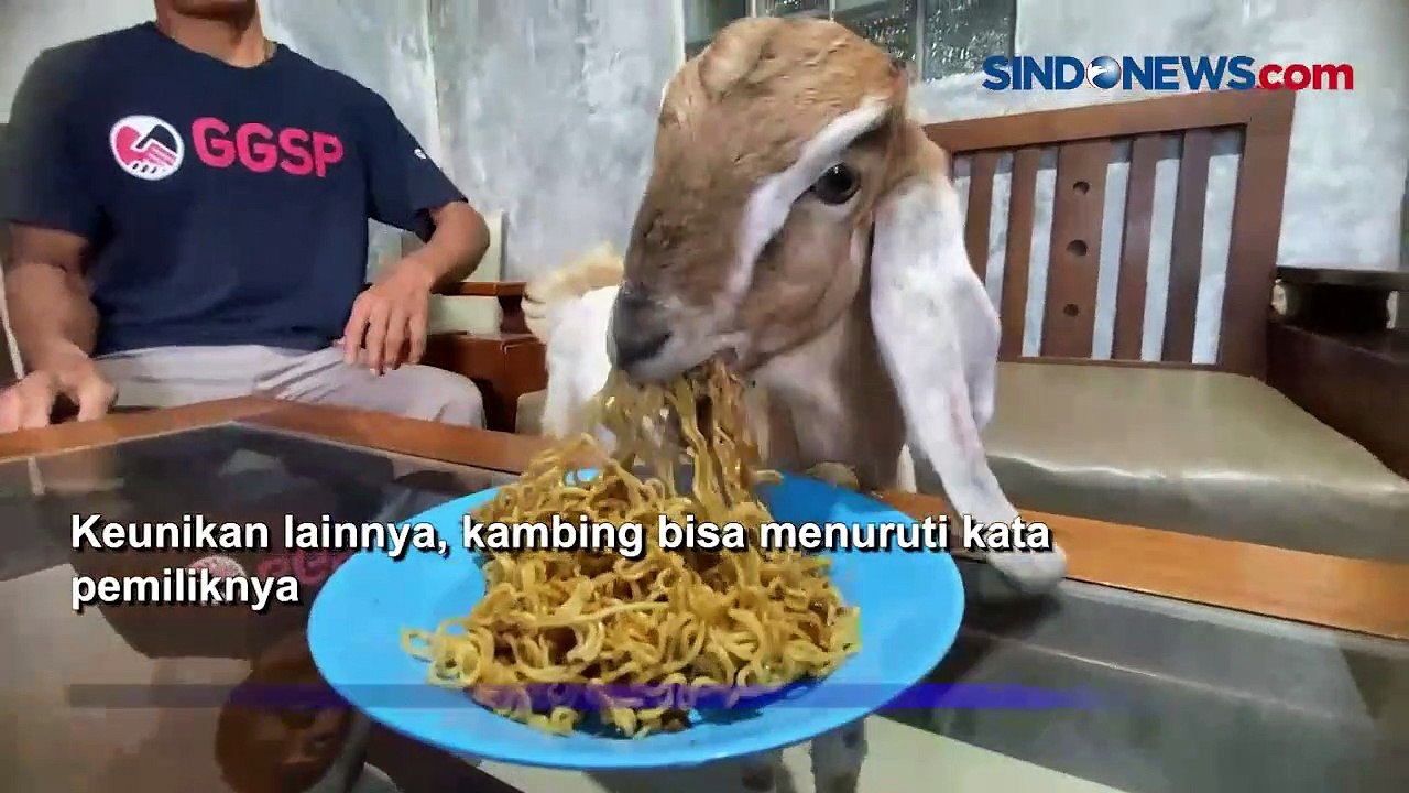 Aneh! Kambing di Banjarnegara Gemar Makan Mie G...