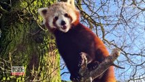 Endangered Red Panda Cubs Born in UK