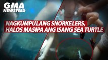 Nagkumpulang snorkelers, halos masipa ang isang sea turtle | GMA News Feed