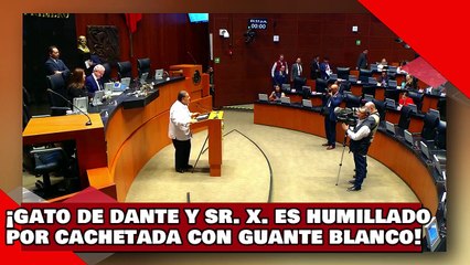 ¡VEAN! ¡Gato de Dante y Sr. X. es humillado por cachetada con guante blanco de diputado de morena!
