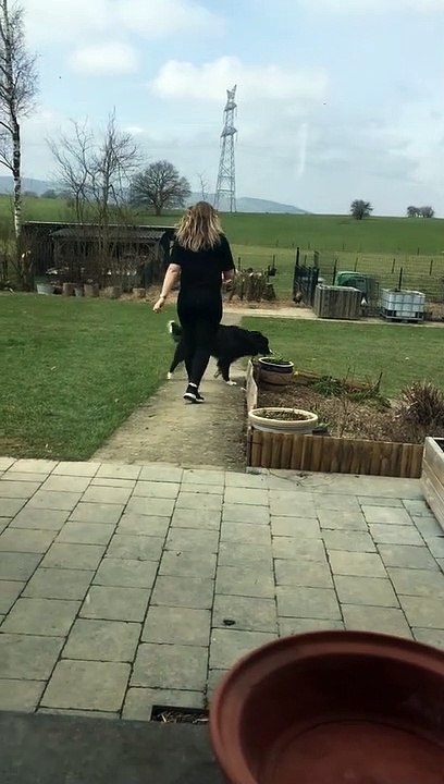 Protective Rooster Sends Woman Running -- ViralHog