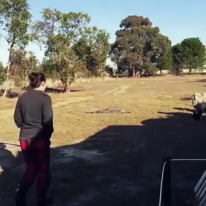 Rooster attack hot girl