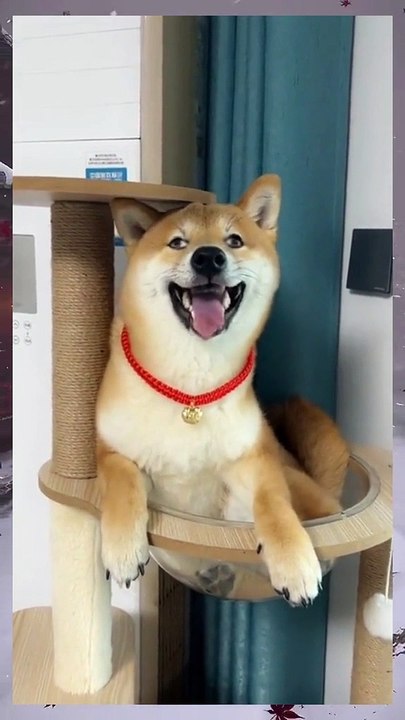 Try Not To Love These Animals