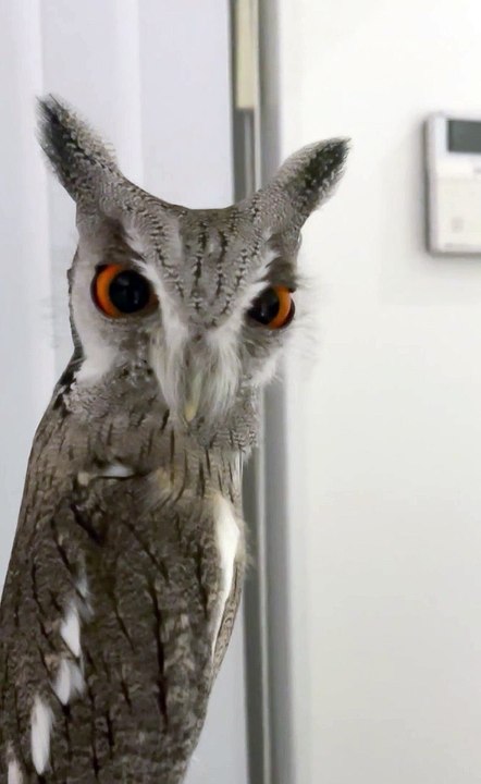 Owl Stare Down