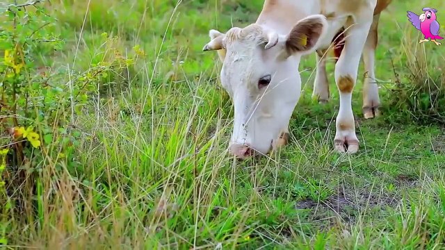 Cows Grazing in A Field: A Nature Retreat : Video For Kids