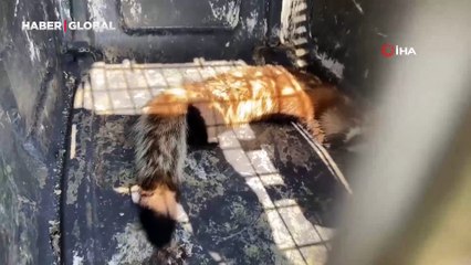 Markette alaca sansar sürprizi