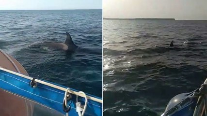 Watch: Orca tears rudder off boat as terrified sailor films fresh attack