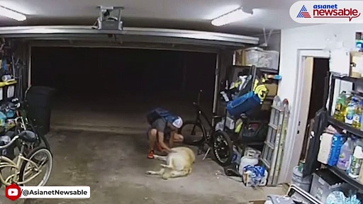 Watch: Golden Retriever's adorable interaction with burglar makes internet buzz