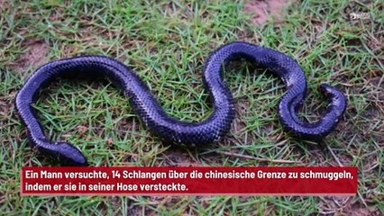 Mit 14 Schlangen in seiner Hose durch den Zoll