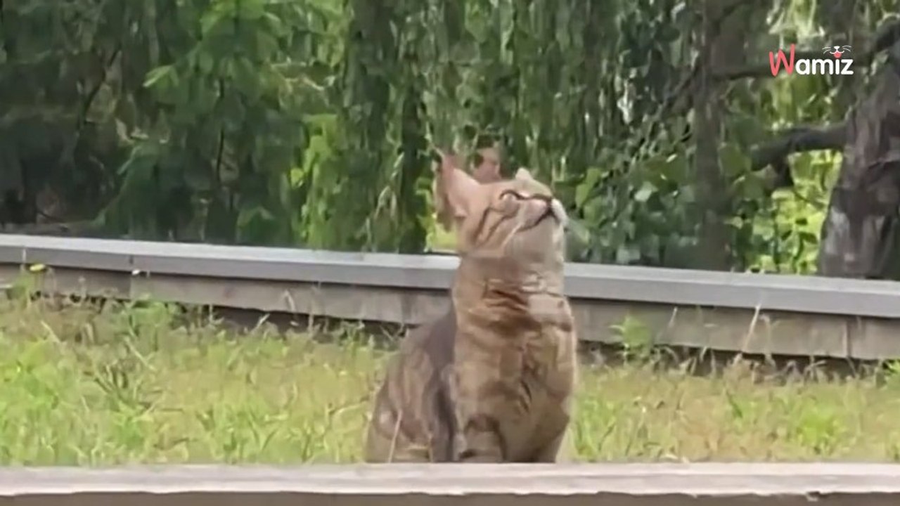 Miauen beim Zahnarzt: Die Patientin schaut aus dem Fenster und ist sprachlos (Video)