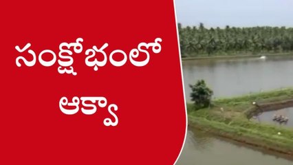 Télécharger la video: పశ్చిమగోదావరి జిల్లా: సంక్షోభంలో ఆక్వా.. ఆందోళనలో రైతులు