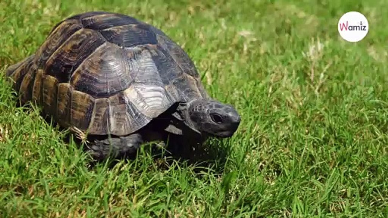 Schildkröten erwachen aus ihrem Winterschlaf und kriechen mit einer Überraschung aus dem Bau