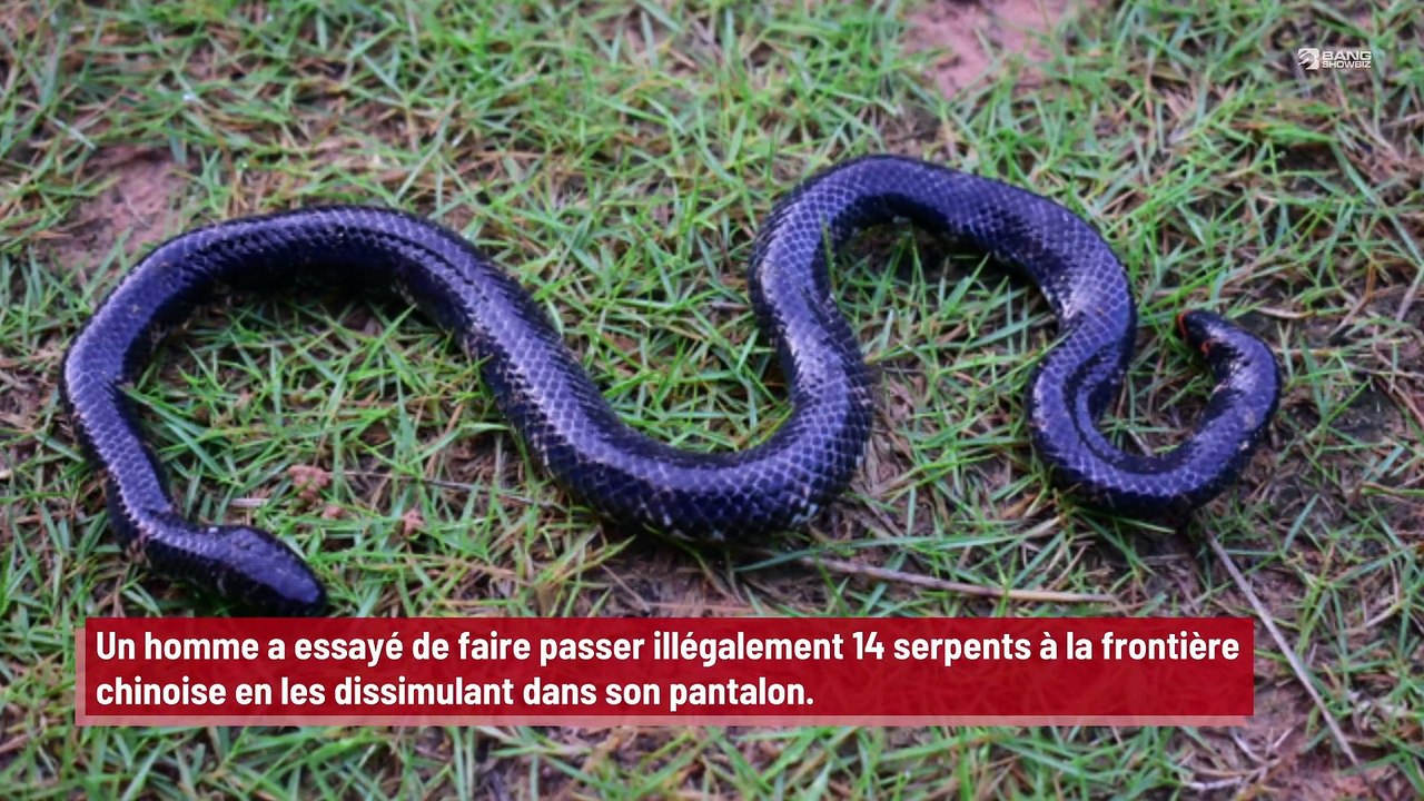 Un homme essaye de faire passer 14 serpents à la douane qu’il a cachés dans son pantalon !
