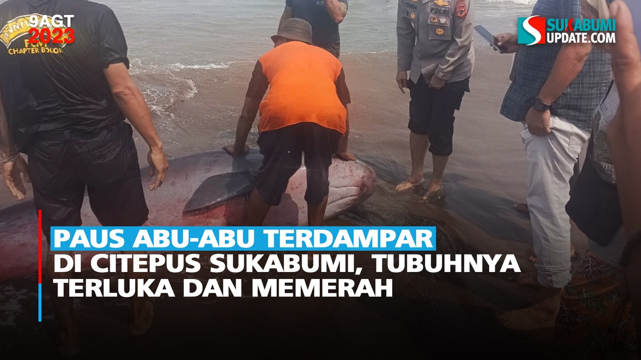 Paus Abu-abu Terdampar di Citepus Sukabumi, Tubuhnya Terluka dan Memerah