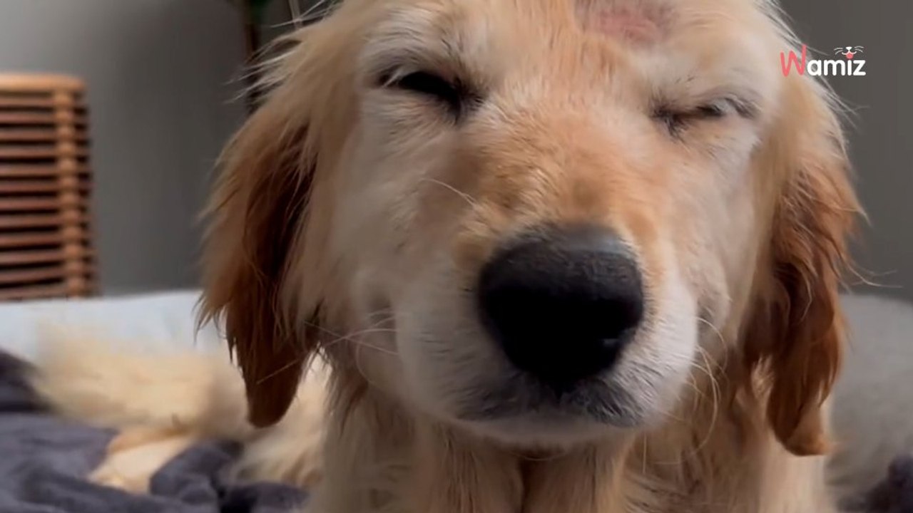 Hündin endlich adoptiert In ihrem neuen Zuhause zeigt sie eine herzerwärmende Reaktion (Video)