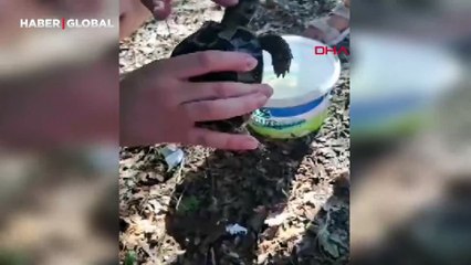 Bitkin düşen kaplumbağaya su içirip, karpuz yedirdiği anlar yürekleri ısıttı
