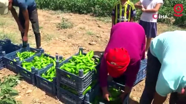 Mevsimlik tarım işçilerinin kavurucu sıcakta ekmek mücadelesi