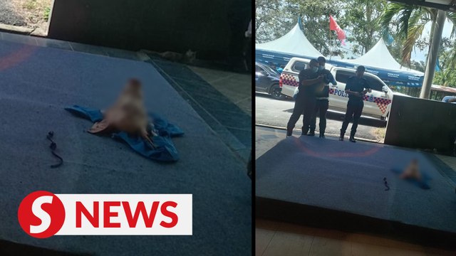 State polls: Pig’s head found outside Perikatan’s Juasseh candidate’s office