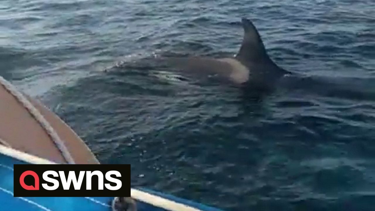 Sailor captures terrifying moment orca attacks his boat and destroys ...
