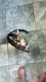 Bengal Cat Trained To Do Classic Dog Tricks