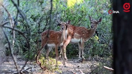 Alageyikte tüm zamanların en yüksek yavru sayısına ulaşıldı
