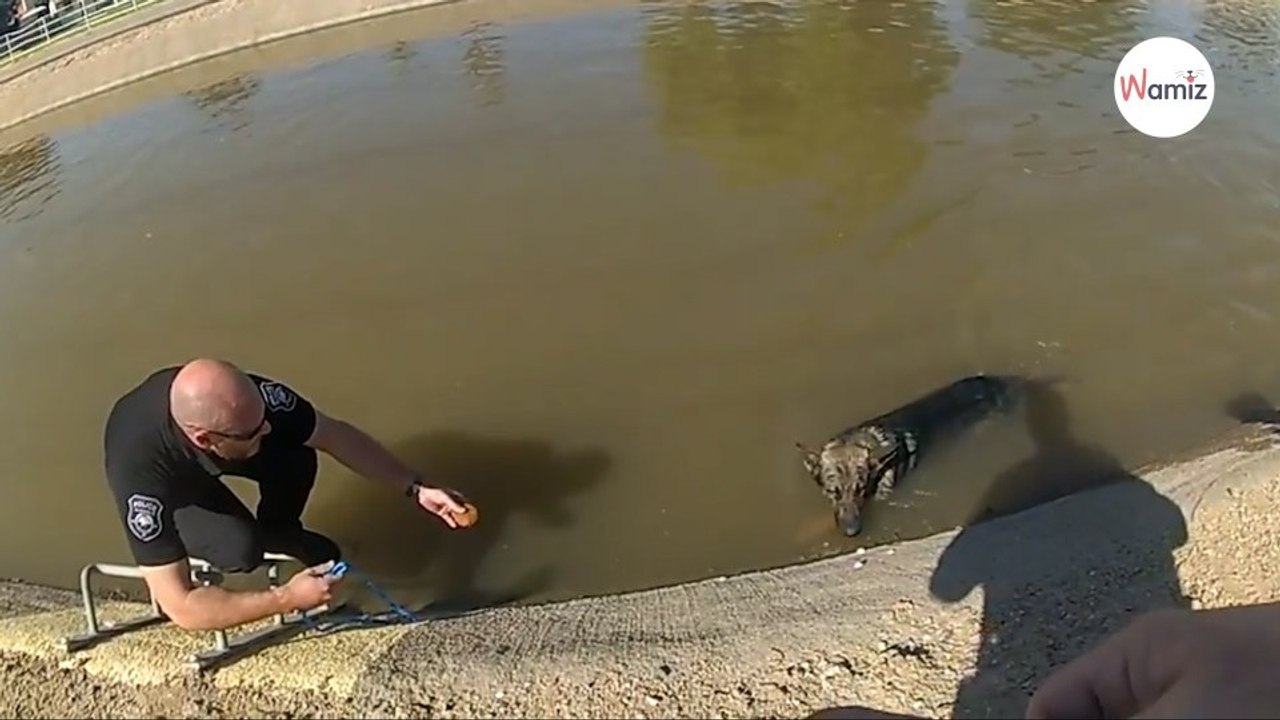 Hund kommt nicht mehr selbst aus dem Wasser: Polizisten haben eine kuriose Idee (Video)