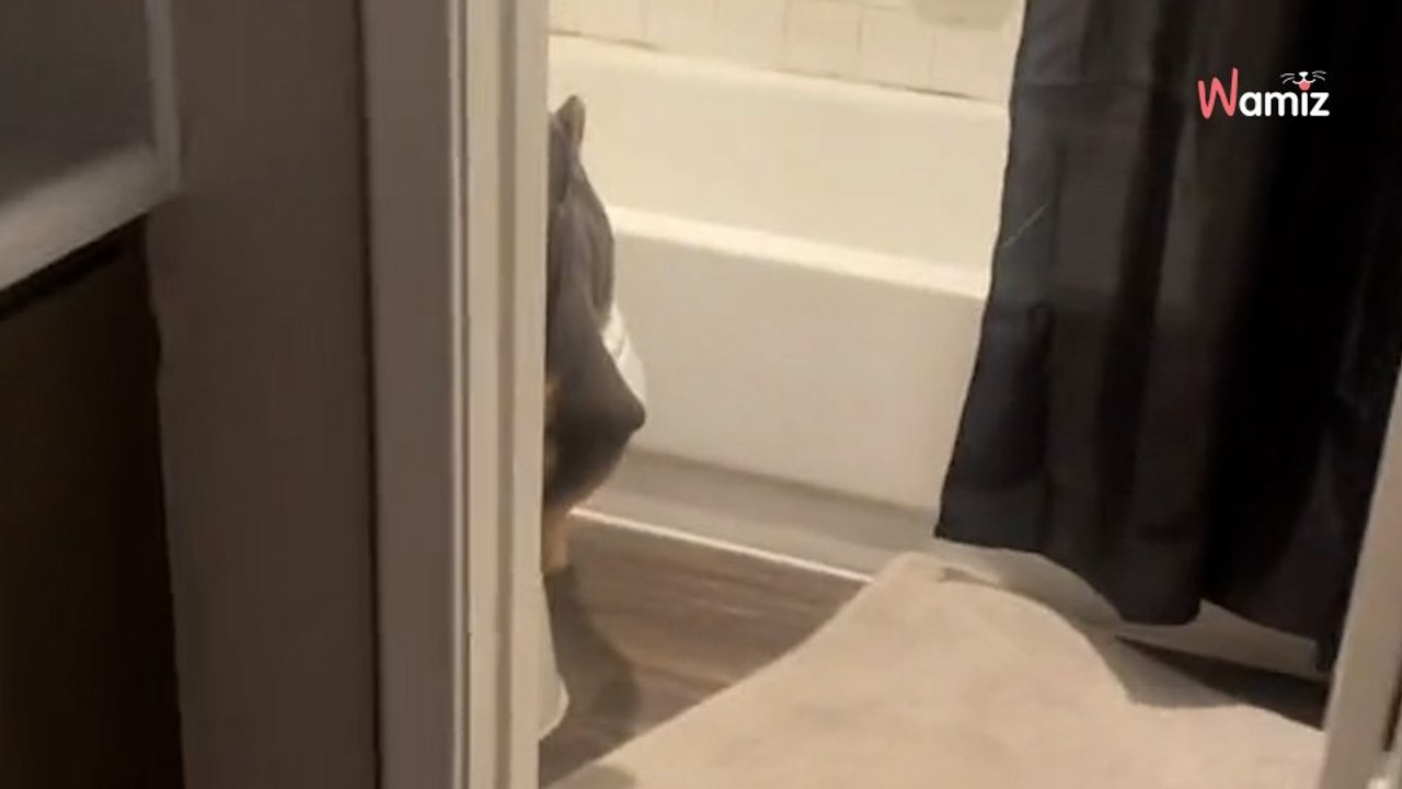Sein Hund ist in einer aberwitzigen Lage im Bad: Video bringt 10 Millionen zum Schreien!