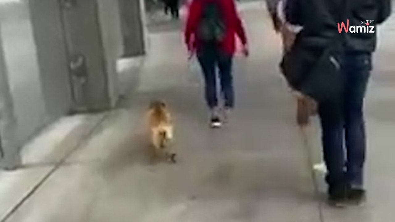 Hund überquert Ländergrenze: Wie die Polizei reagiert, macht sprachlos