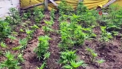 Bahçesinde yetiştirdiği keneviri uyuşturucu yaparak satan şüpheli yakalandı