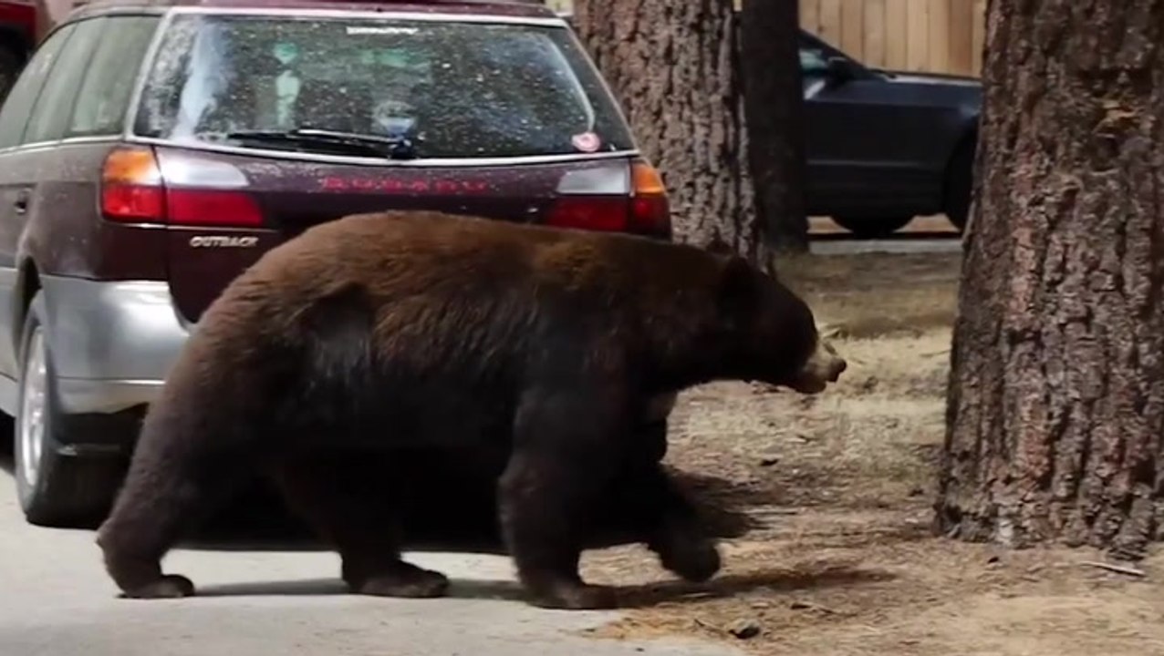 Bears spotted taking a leisurely stroll along r...