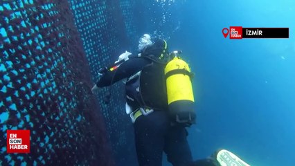 Orkinos ihracatı yılın ilk yarısında 40 milyon dolar döviz getirdi