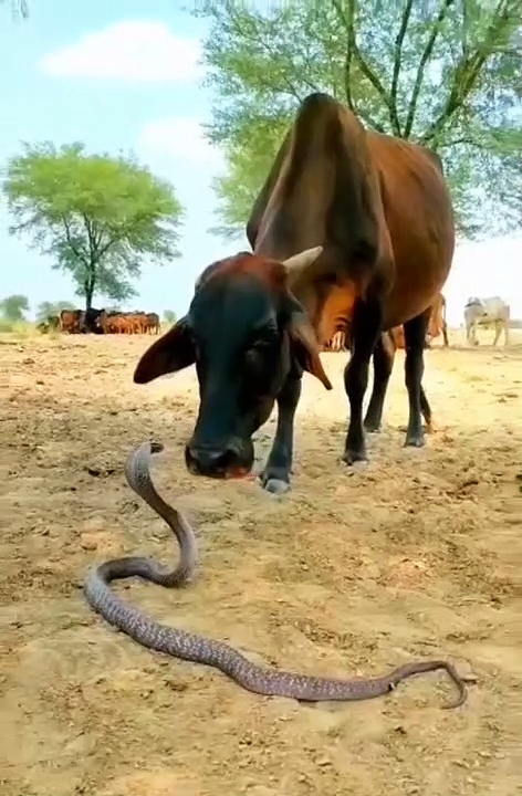 நல்ல பாம்பை நாவால் தடவி கொடுத்து நட்பு பாராட்டும் பசு; இணையத்தில் வைரலாகும் இயற்கையின் விநோதம்