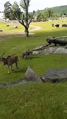 Cute Baby Elephant Trips While Playing With Birds