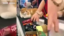 Rahatlıkta sınır tanımayan market kedisi kahkahaya boğdu