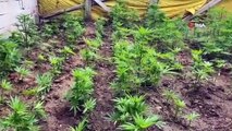 Un suspect surpris en train de vendre du cannabis cultivé dans son jardin en fabriquant de la drogue