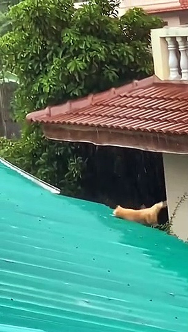 funny pets