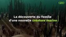 Le fossile d'une créature marine aux étranges écailles a été découvert