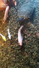 Kura-Kura Hias dan Ikan Mas