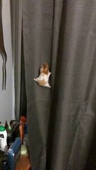 Hamster tente une escalade audacieuse sur un rideau
