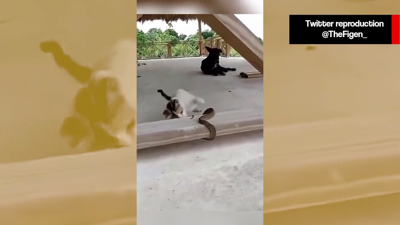 Vídeo assustador: gatos entram em duelo de vida e morte contra cobras