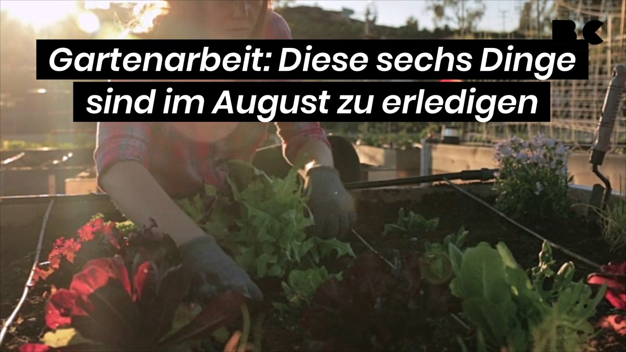 Gartenarbeit: Diese sechs Dinge sind im August zu erledigen