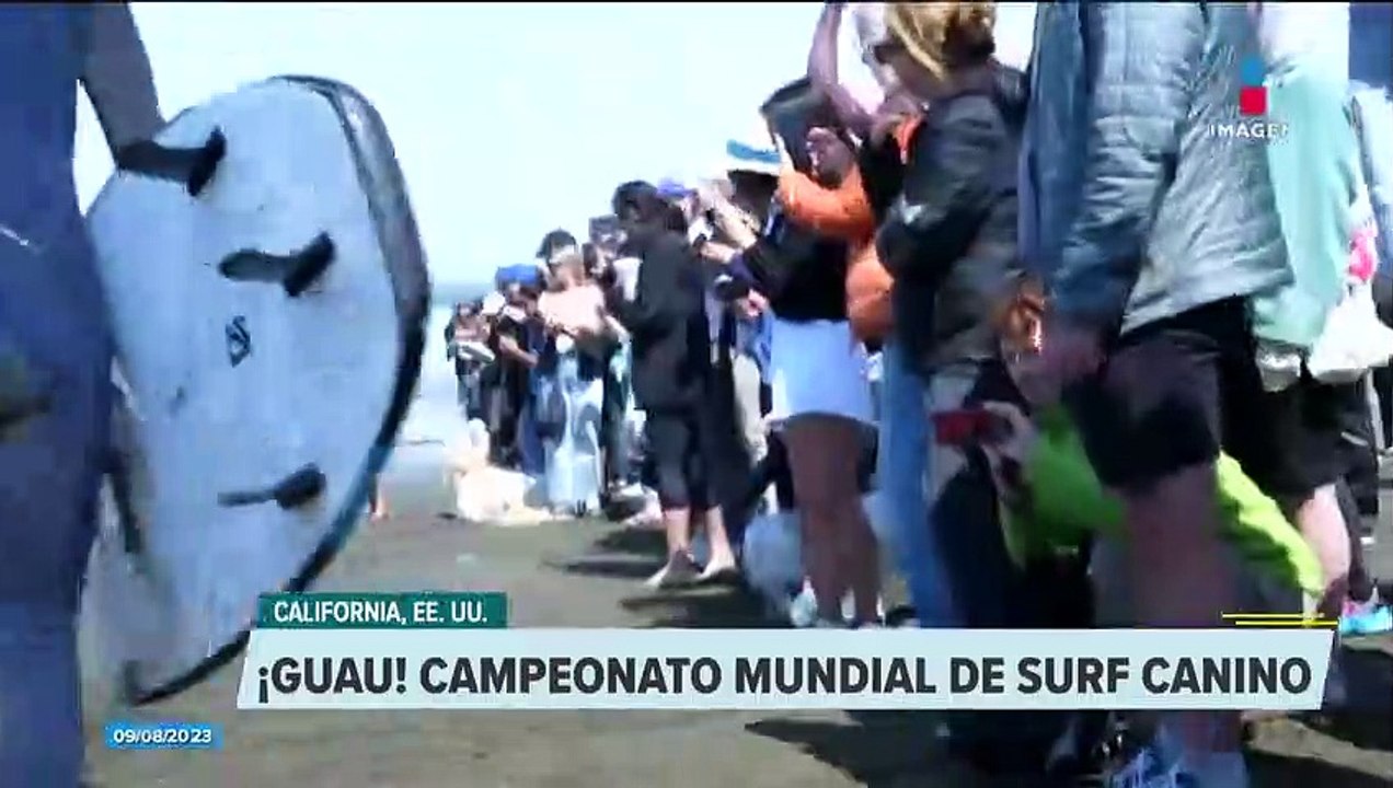 Hallan una ballena azul varada en playas de Chile